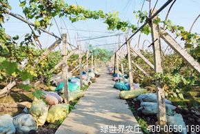 葡萄采摘