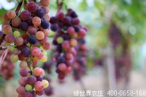 葡萄采摘