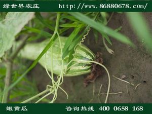 有机蔬菜