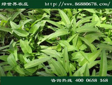 有机蔬菜