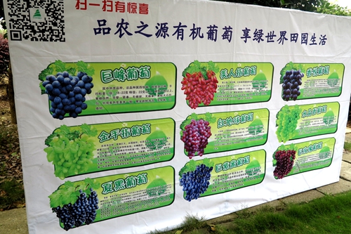 绿世界葡萄采摘
