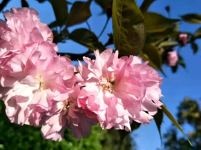 绿世界樱花林