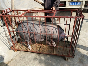 绿世界杀年猪